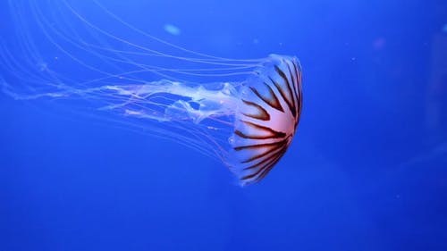 果冻鱼作为水族馆内的吸引力展出 · 免费素材视频