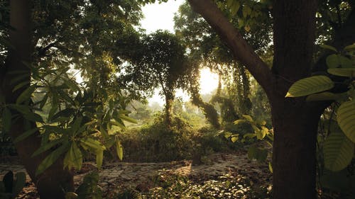 多莉拍摄的一个和平的森林 · 免费素材视频