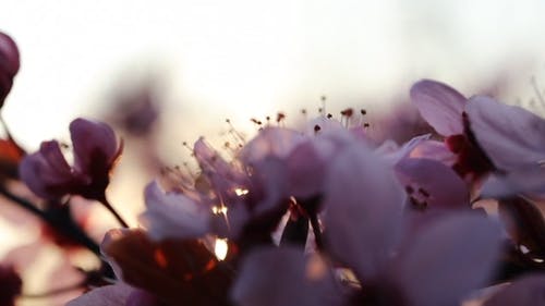 有关天性, 宏观, 手持拍摄的免费素材视频