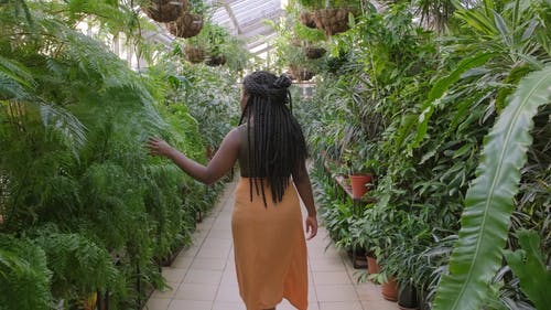 一个女人抚摸着温室的植物的叶子 · 免费素材视频