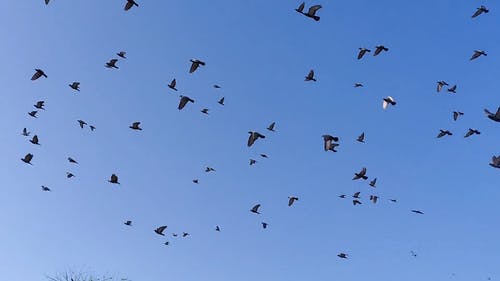 有关birds_flying, 一群鸟, 动物的免费素材视频