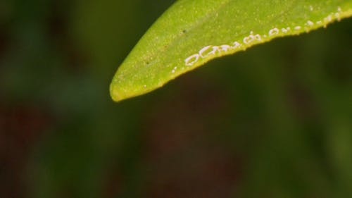 有关倒水, 天性, 宏观的免费素材视频