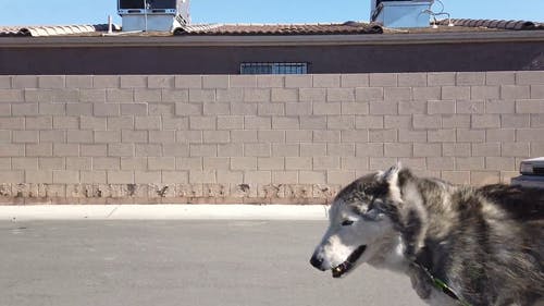 在街上追踪沙哑的狗 · 免费素材视频