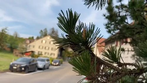 有关干, 松树, 树的免费素材视频