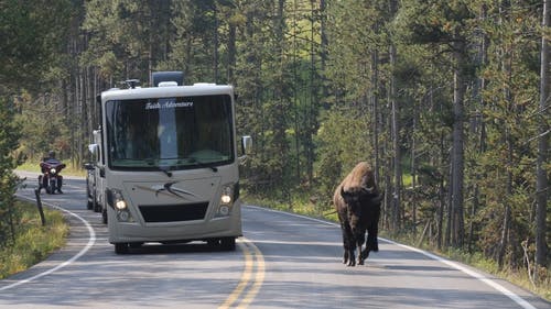 野牛在路上的镜头 · 免费素材视频