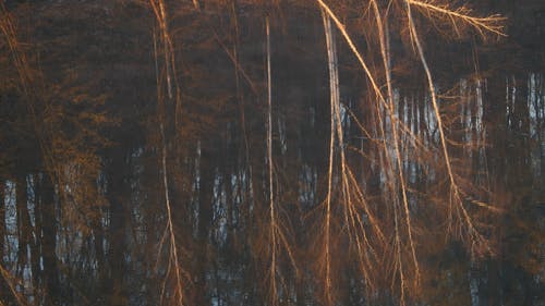 有关上下翻转, 反射, 图片的免费素材视频