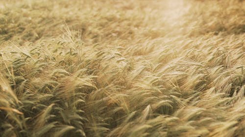 有关增长, 大麦, 天性的免费素材视频