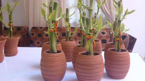 有关增长, 室内植物, 家庭植物的免费素材视频