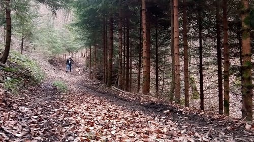 一个女人和她的宠物狗在丘陵森林步道漫步 · 免费素材视频