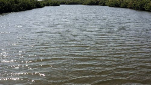 有关树木, 河, 无人机的免费素材视频