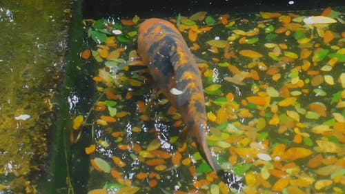 池塘里的橙色锦鲤 · 免费素材视频