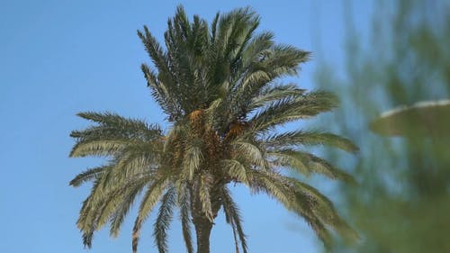 棕榈树在蔚蓝的天空下 · 免费素材视频
