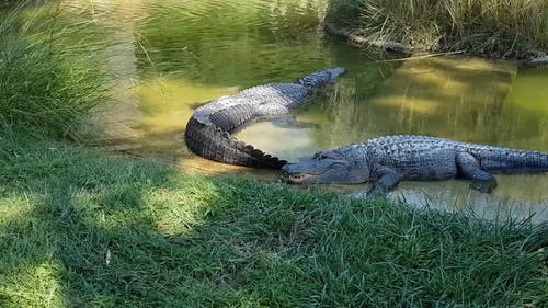 鳄鱼在动物园的一个池塘里保持一动不动 · 免费素材视频