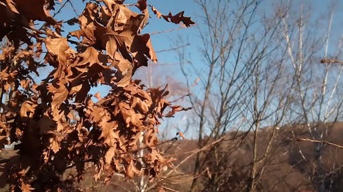 因天气和季节变化而使植物和树木的叶子干燥 · 免费素材视频