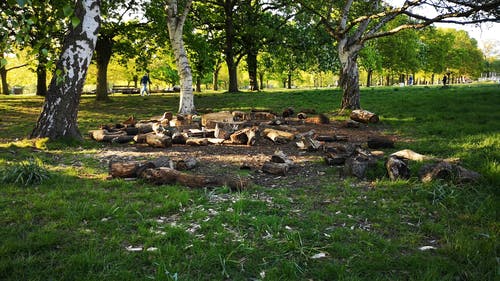 有关伦敦, 公园, 切碎的木头的免费素材视频