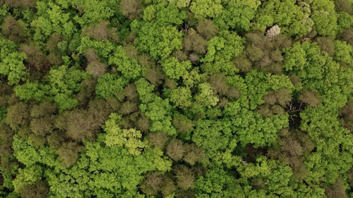 有关从上面, 森林, 树木的免费素材视频