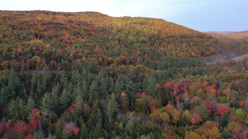 在秋天的季节里变色的茂密森林的无人机画面 · 免费素材视频