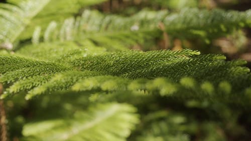 蕨类植物的长叶 · 免费素材视频