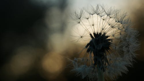 蒲公英的花从风中吹散其种子 · 免费素材视频