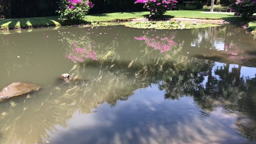 有关工厂, 水生植物, 湖水的免费素材视频