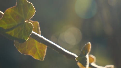 新茎植物茎的特写镜头 · 免费素材视频