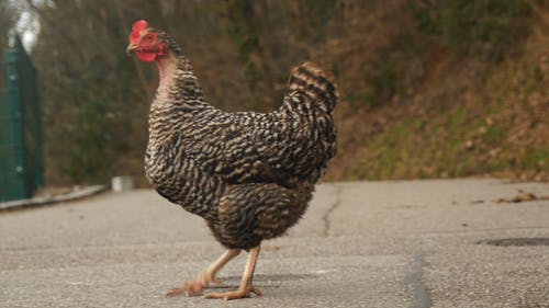 鸡走在路上的镜头 · 免费素材视频