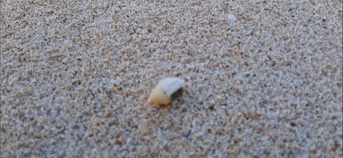 有关动物, 卵石, 专注的免费素材视频