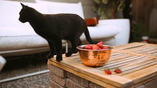 木制的桌子上一碗草莓附近的黑猫 · 免费素材视频