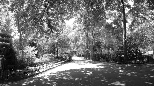 有关人行道, 公园, 冷静的免费素材视频