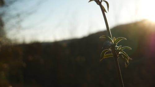 对阳光的裤子茎镜头 · 免费素材视频