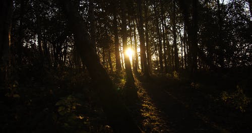 夕阳在森林的树缝中偷看的光芒 · 免费素材视频
