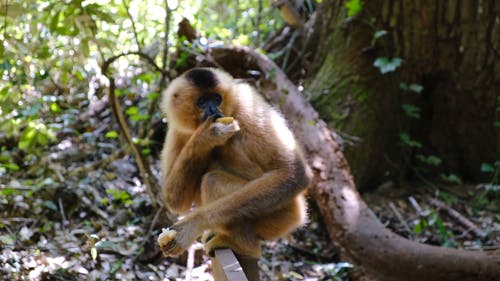 一只猴子在森林里独自吃饭的镜头 · 免费素材视频
