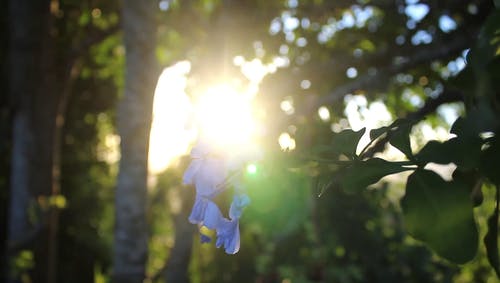阳光穿过树叶和紫色的花 · 免费素材视频