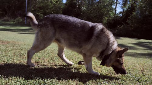 有关德国牧羊犬, 户外, 日光的免费素材视频