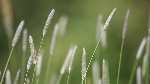 有关增长, 天性, 季节的免费素材视频