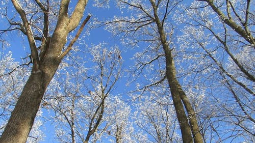 美丽的树木，在蔚蓝的天空下 · 免费素材视频