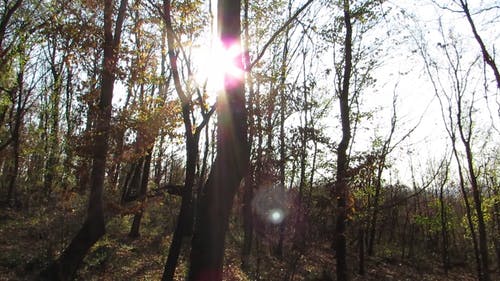 子光线窥视森林的树干 · 免费素材视频