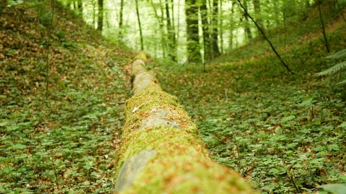 有关吠, 天性, 户外的免费素材视频