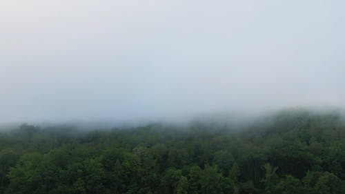 有关天性, 晨雾, 森林的免费素材视频