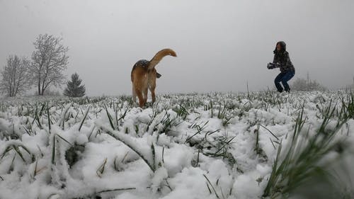 有关下雪, 低角度拍摄, 冬季的免费素材视频