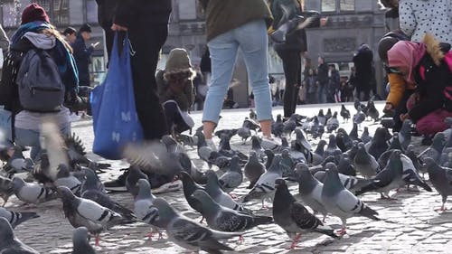 有关一群鸟, 城市, 户外的免费素材视频