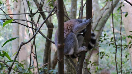 野生灵长类动物在树上休息 · 免费素材视频