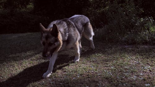 有关嗅探, 宠物, 德国牧羊犬的免费素材视频