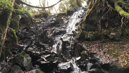 在森林里的小瀑布的镜头 · 免费素材视频