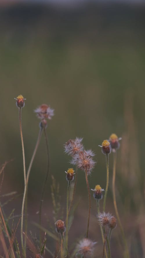 野草盛开的花朵 · 免费素材视频