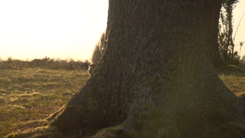 有关动物, 吃, 哺乳动物的免费素材视频