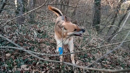 一只狗咬着无叶树的树皮 · 免费素材视频