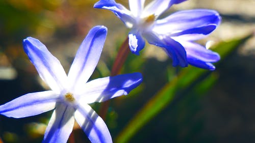 有关chionodoxa forbesii, 工厂, 景深的免费素材视频
