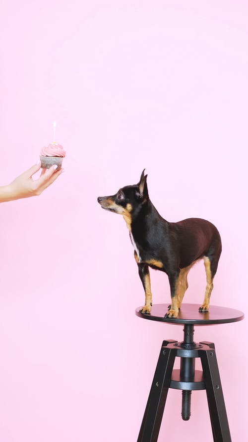 手拿着一个蛋糕和一只小狗在凳子上 · 免费素材视频