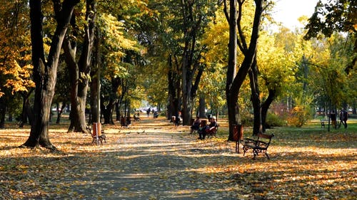 人和鸟喜欢住在公园 · 免费素材视频